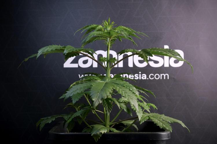 LSD Zamnesia Trippping. Week 5 - LSD #3 