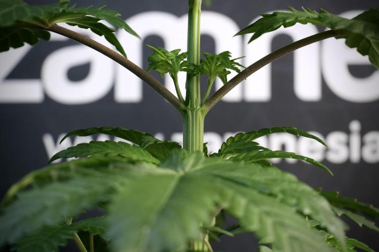 LSD Zamnesia Trippping. Week 5 - LSD #3 