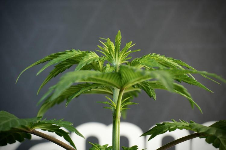 LSD Zamnesia Trippping. Week 5 - LSD #3 