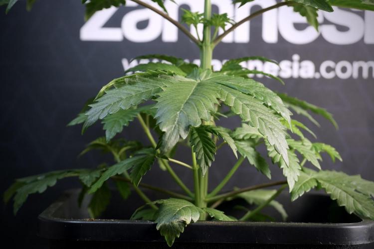 LSD Zamnesia Trippping. Week 5 - LSD #3 