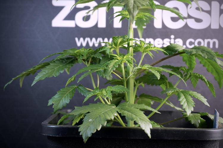 LSD Zamnesia Trippping. Week 5 - LSD #3 