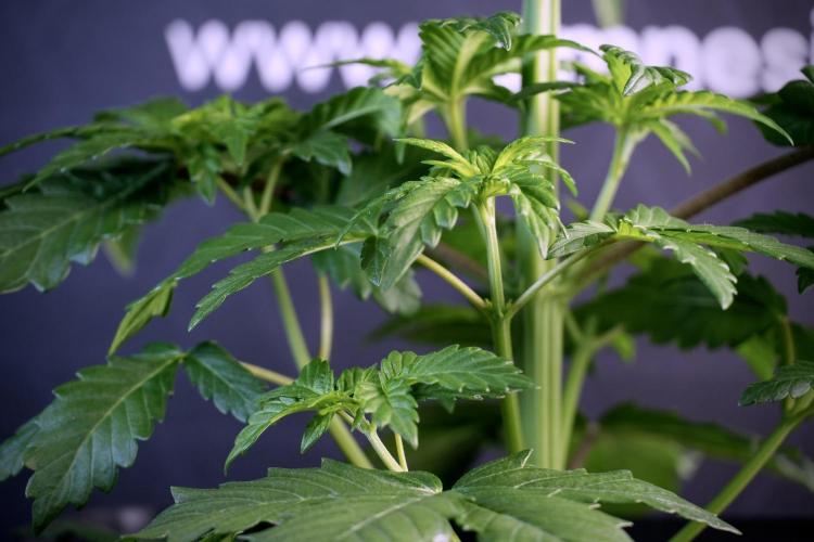 LSD Zamnesia Trippping. Week 5 - LSD #3 