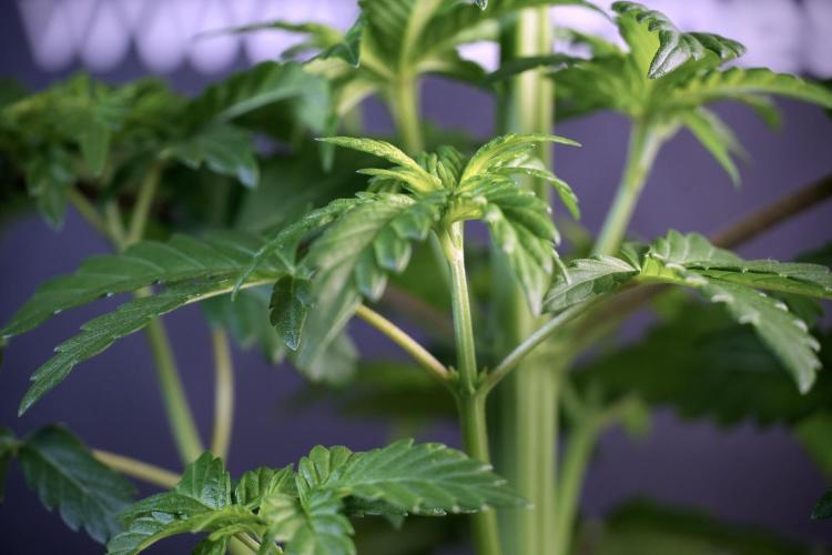 LSD Zamnesia Trippping. Week 5 - LSD #3 