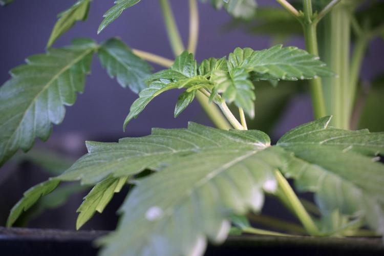 LSD Zamnesia Trippping. Week 5 - LSD #3 