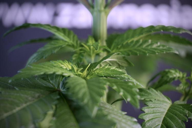 LSD Zamnesia Trippping. Week 5 - LSD #3 