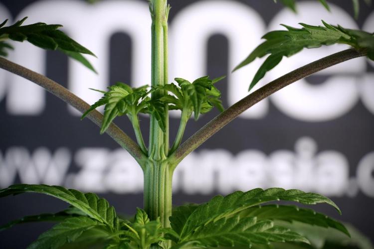 LSD Zamnesia Trippping. Week 5 - LSD #3 