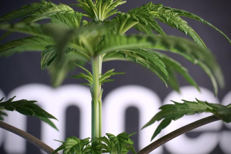 LSD Zamnesia Trippping. Week 5 - LSD #3 