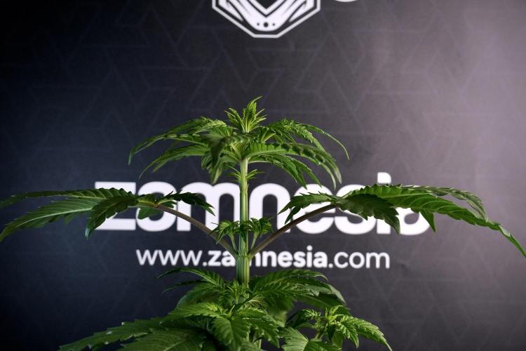 LSD Zamnesia Trippping. Week 5 - LSD #3 