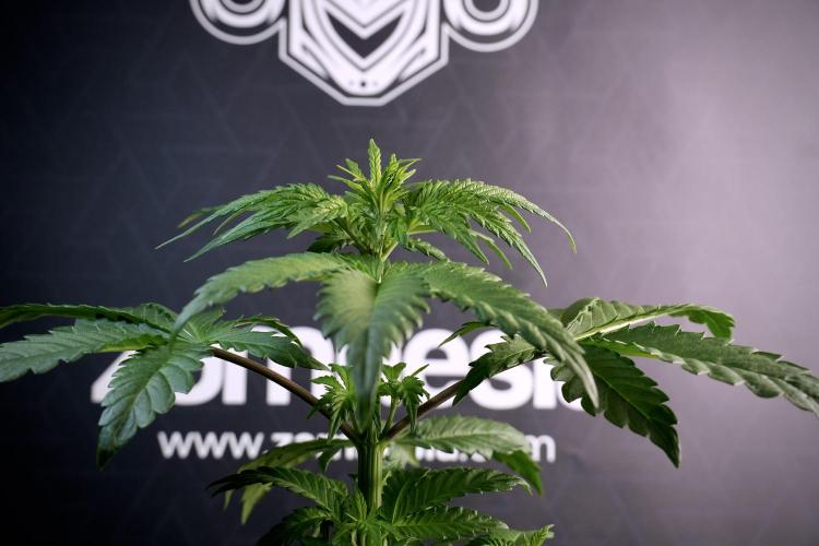 LSD Zamnesia Trippping. Week 5 - LSD #3 