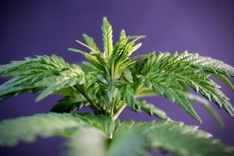 LSD Zamnesia Trippping. Week 5 - LSD #3 