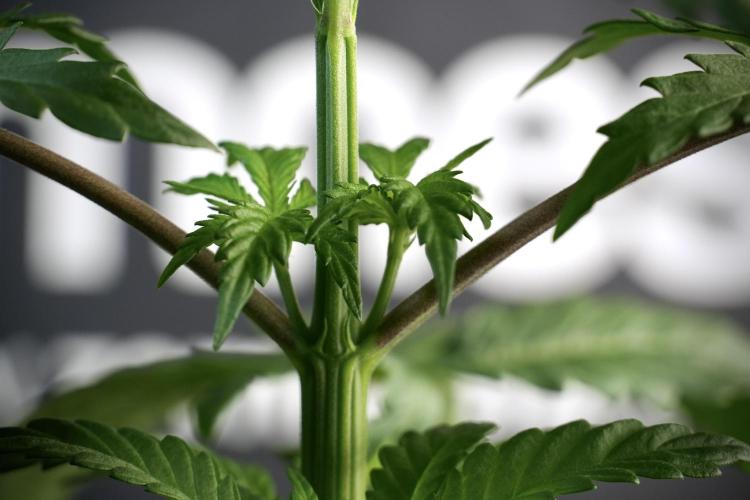 LSD Zamnesia Trippping. Week 5 - LSD #3 