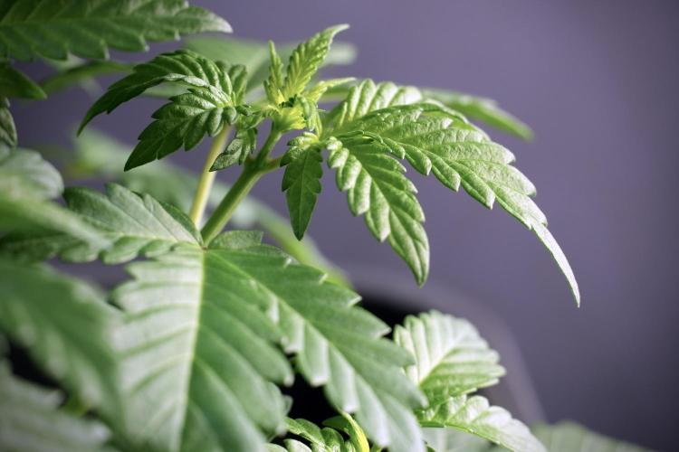 LSD Zamnesia Trippping. Week 5 - LSD #3 