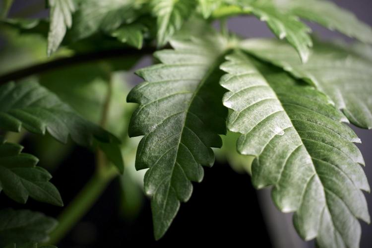 LSD Zamnesia Trippping. Week 5 - LSD #3 