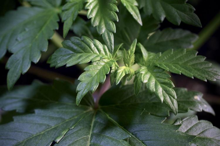 LSD Zamnesia Trippping. Week 5 - LSD #3 