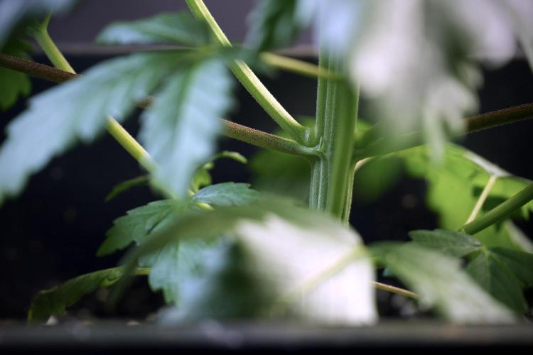 LSD Zamnesia Trippping. Week 5 - LSD #3 