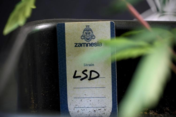 LSD Zamnesia Trippping. Week 5 - LSD #1
