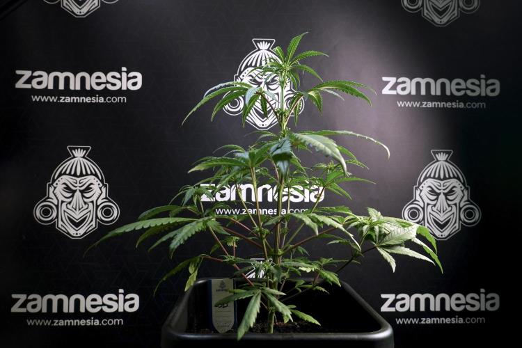 LSD Zamnesia Trippping. Week 5 - LSD #1