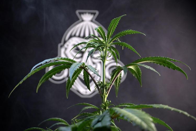 LSD Zamnesia Trippping. Week 5 - LSD #1