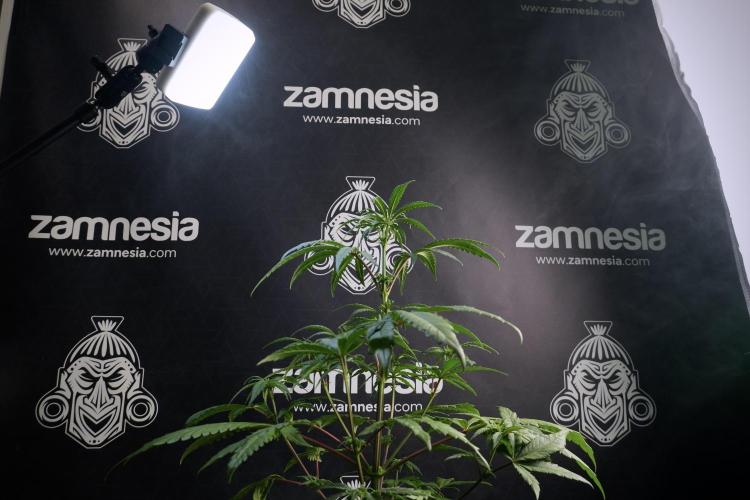 LSD Zamnesia Trippping. Week 5 - LSD #1