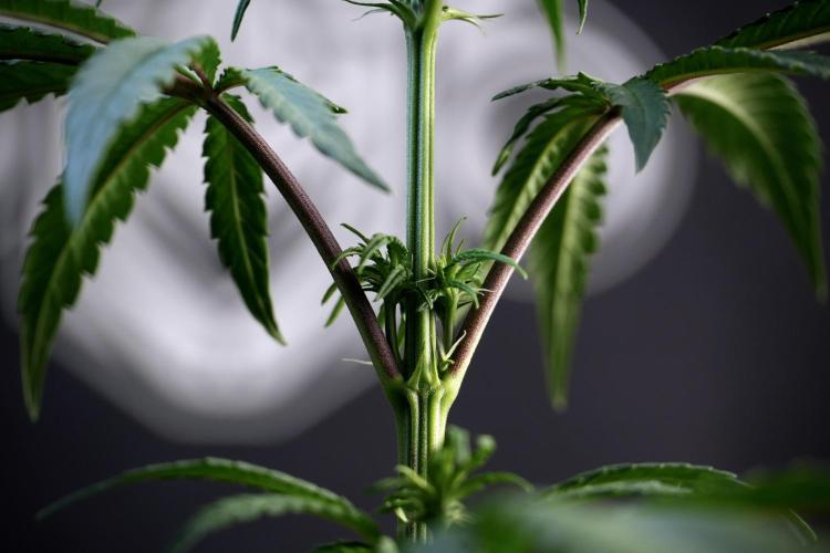 LSD Zamnesia Trippping. Week 5 - LSD #1