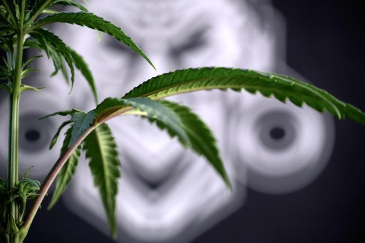 LSD Zamnesia Trippping. Week 5 - LSD #1