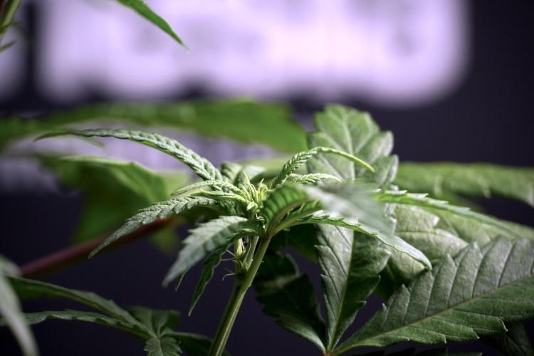 LSD Zamnesia Trippping. Week 5 - LSD #1