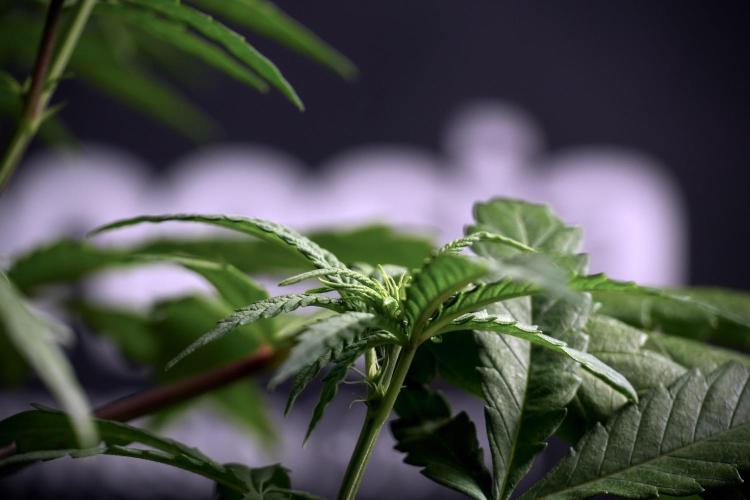 LSD Zamnesia Trippping. Week 5 - LSD #1