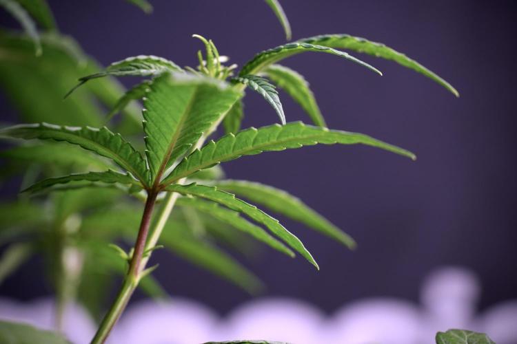 LSD Zamnesia Trippping. Week 5 - LSD #1