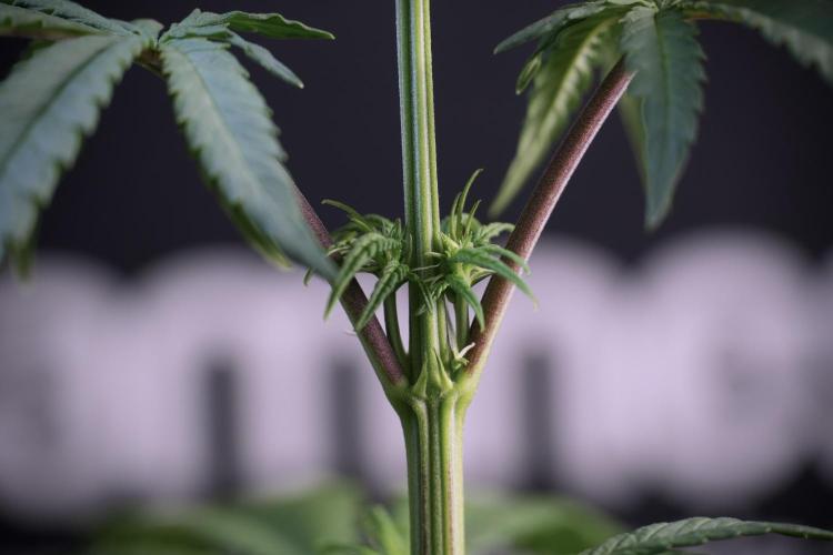 LSD Zamnesia Trippping. Week 5 - LSD #1