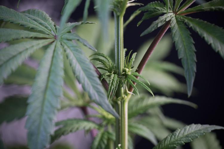 LSD Zamnesia Trippping. Week 5 - LSD #1