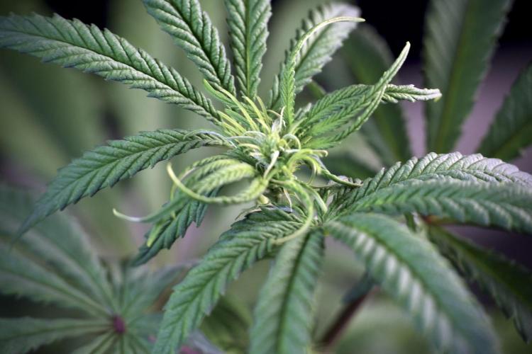 LSD Zamnesia Trippping. Week 5 - LSD #1