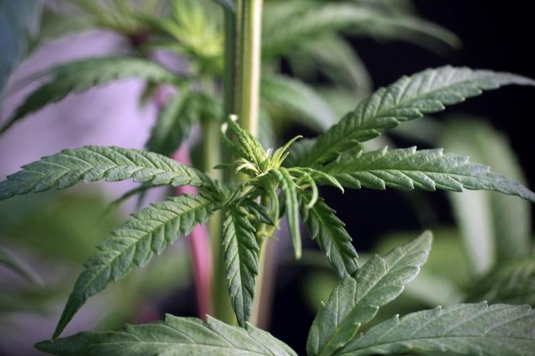 LSD Zamnesia Trippping. Week 5 - LSD #1