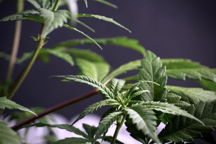 LSD Zamnesia Trippping. Week 5 - LSD #1