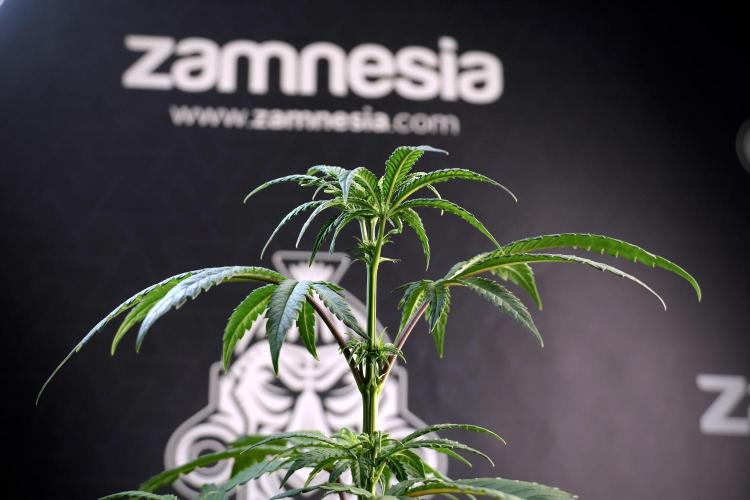 LSD Zamnesia Trippping. Week 5 - LSD #1