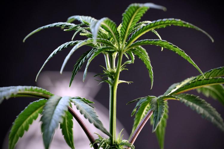 LSD Zamnesia Trippping. Week 5 - LSD #1