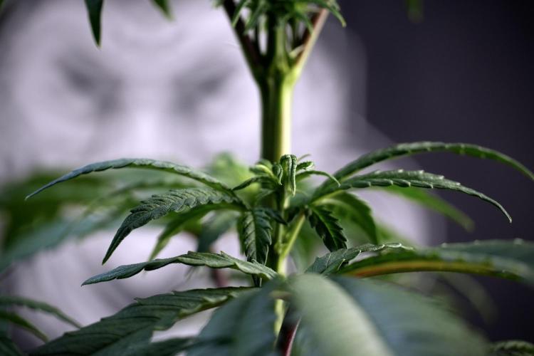 LSD Zamnesia Trippping. Week 5 - LSD #1