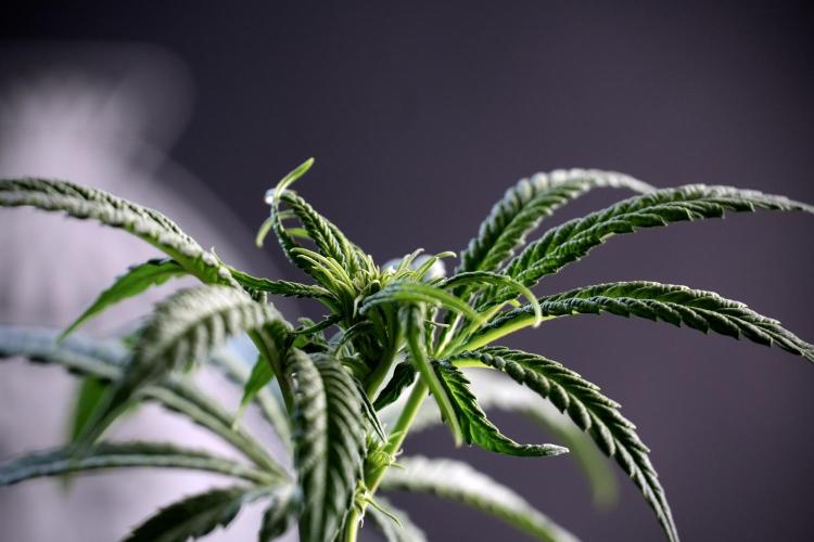 LSD Zamnesia Trippping. Week 5 - LSD #1