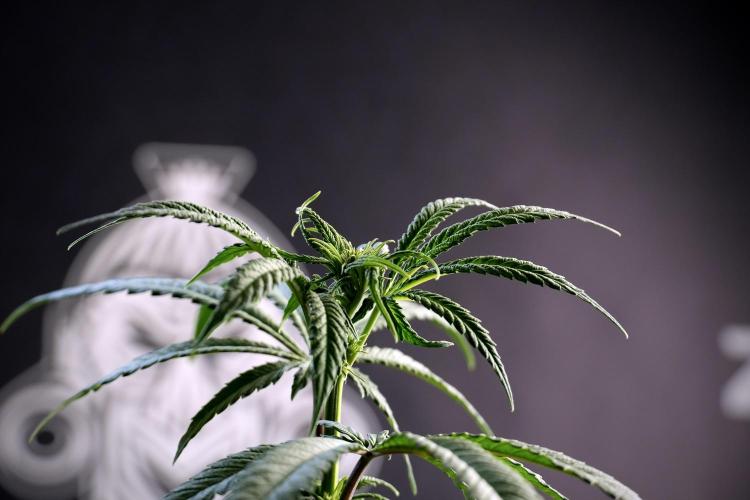 LSD Zamnesia Trippping. Week 5 - LSD #1