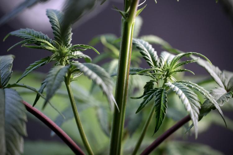 LSD Zamnesia Trippping. Week 5 - LSD #1