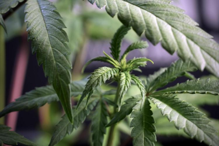 LSD Zamnesia Trippping. Week 5 - LSD #1