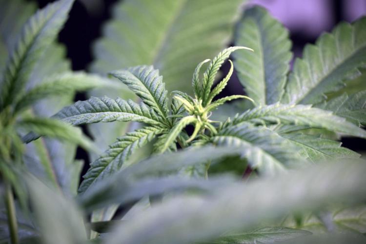 LSD Zamnesia Trippping. Week 5 - LSD #1