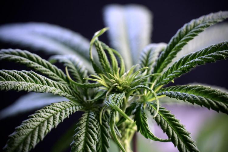 LSD Zamnesia Trippping. Week 5 - LSD #1