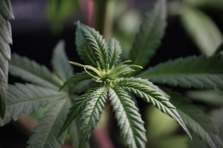 LSD Zamnesia Trippping. Week 5 - LSD #1