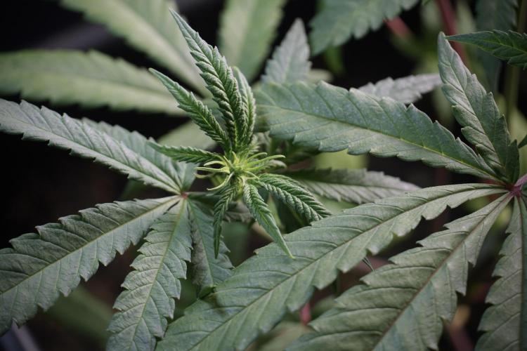 LSD Zamnesia Trippping. Week 5 - LSD #1