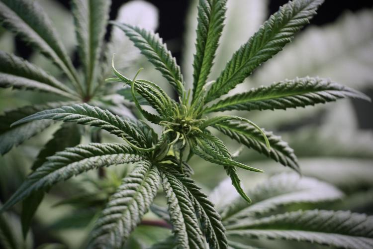 LSD Zamnesia Trippping. Week 5 - LSD #1