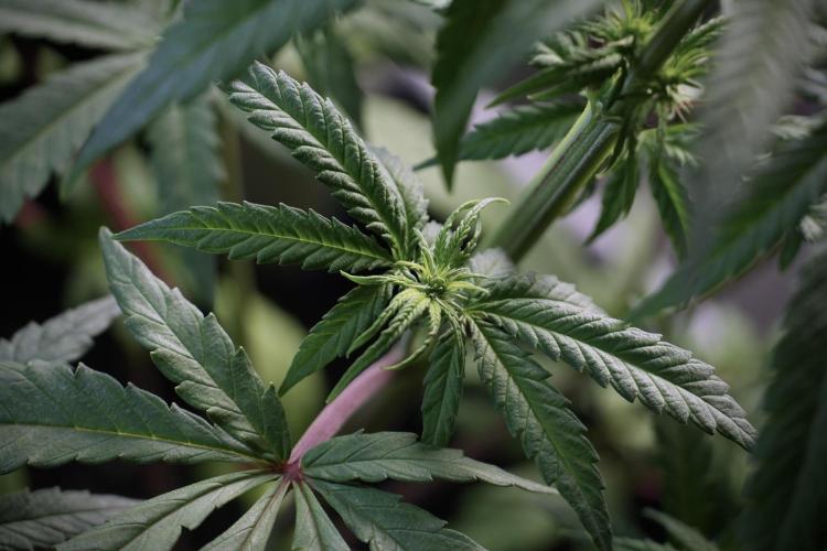 LSD Zamnesia Trippping. Week 5 - LSD #1