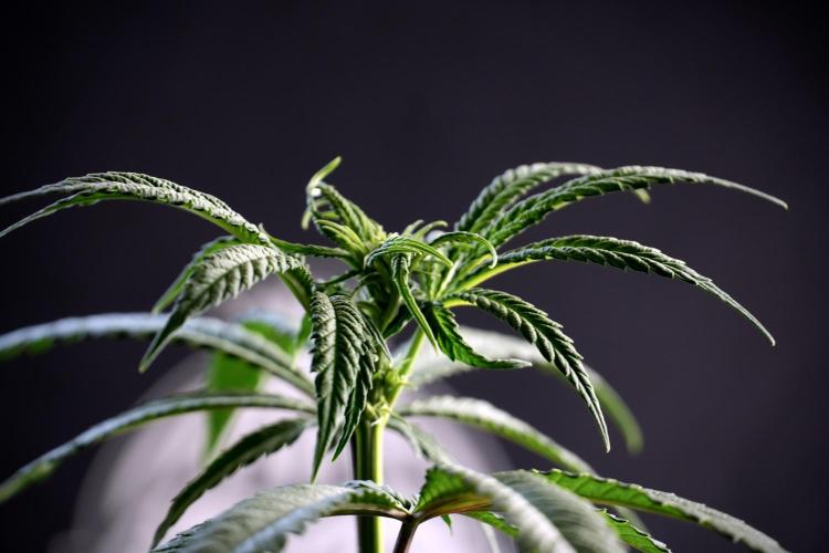 LSD Zamnesia Trippping. Week 5 - LSD #1