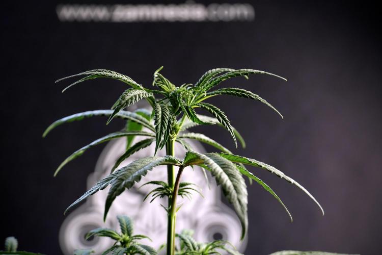 LSD Zamnesia Trippping. Week 5 - LSD #1