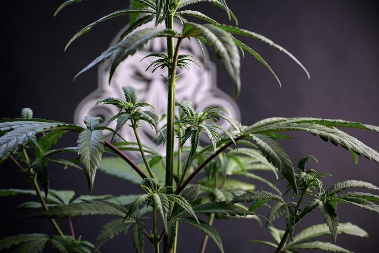 LSD Zamnesia Trippping. Week 5 - LSD #1