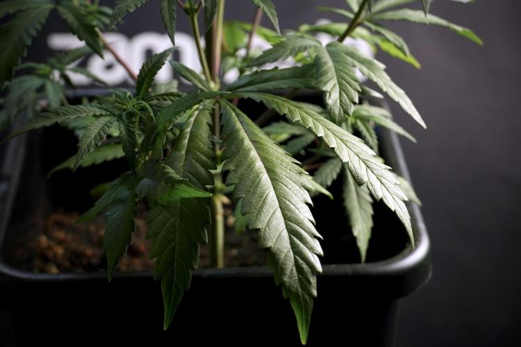 LSD Zamnesia Trippping. Week 5 - LSD #1